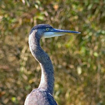Great Blue Heron - 2