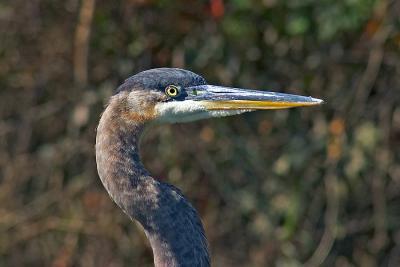 Great Blue Heron - 4