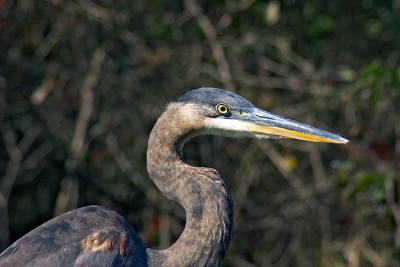 Birds/Wildlife