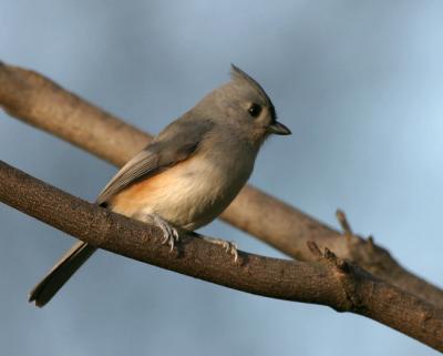 Tufted Titmouse 8869