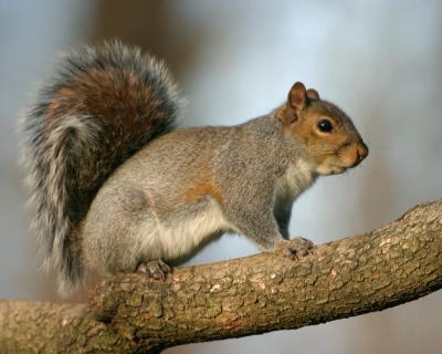 Squirrel 8879