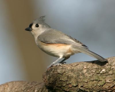 Tufted Titmouse 9007