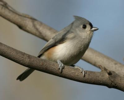 Tufted Titmouse 9047