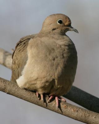 Mourning Dove 9144