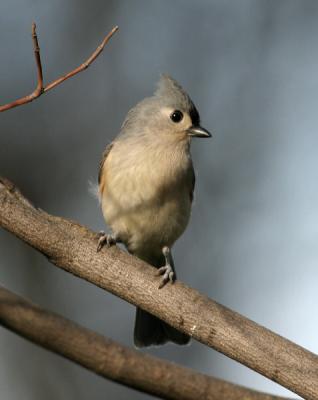 Tufted Titmouse 9188