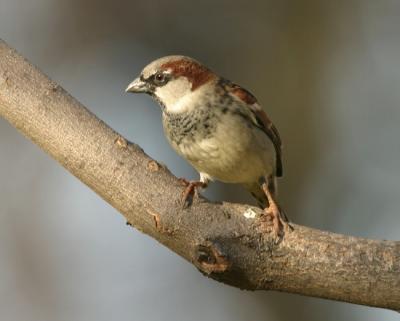 House Sparrow 9222