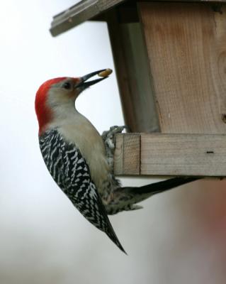 Red-bellied Woodpecker 9408