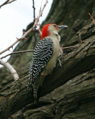 Red-bellied Woodpecker 9430