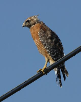 Red-shouldered Hawk 5978