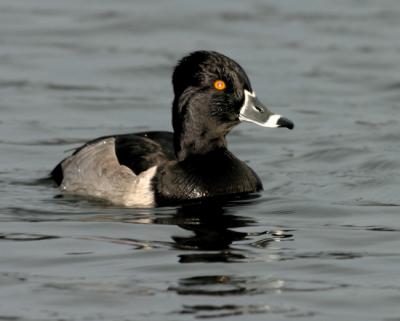 Ring-necked duck 8757