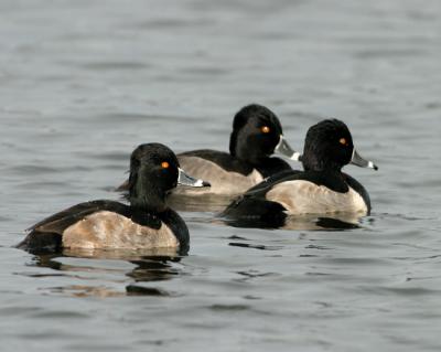 Ring-necked duck 8756