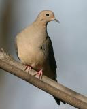 Mourning Dove 9097