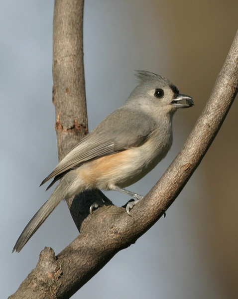 Tufted Titmouse 9083