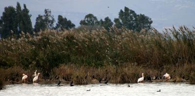 Hula Swamp Lake (2)