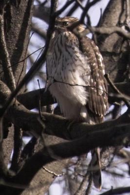 red-tailed hawk