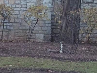 caught a squirrel!