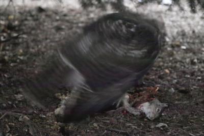 die with open eyes