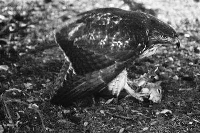 hawk