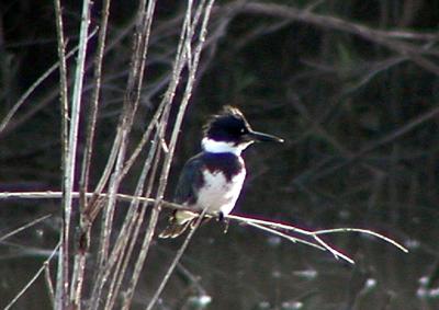 bandedkingfisher.jpg