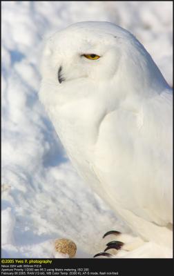 Snow Owl ...