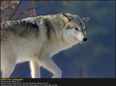Wolf ...