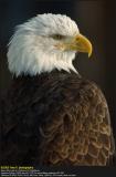 Bald Eagle ...