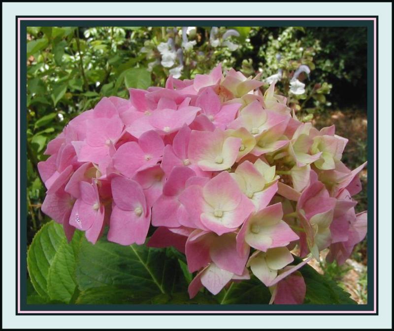 Hydrangea