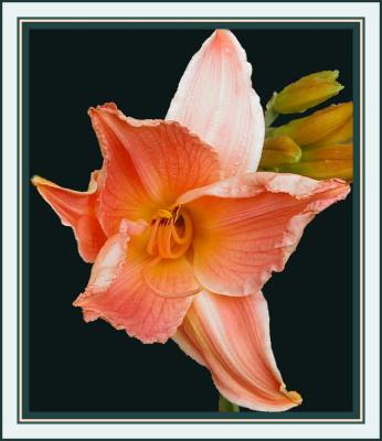 u37/yvonneii/medium/23888010.Daylilymango.jpg