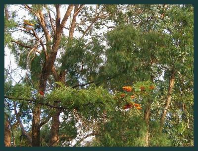 Eucalyptus & Grevillea Robusta