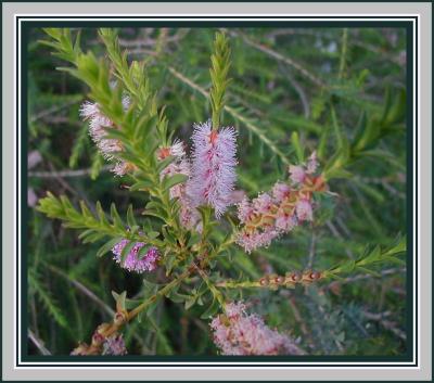 Melaleuca