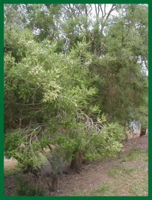 Melaleuca screen