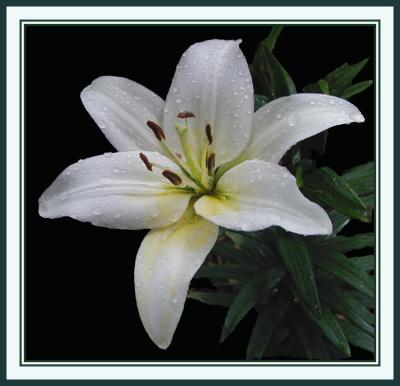 Oriental lily