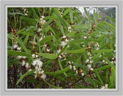 Hakea