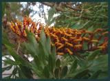 Grevillea Robusta