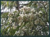 Corymbia citriodora