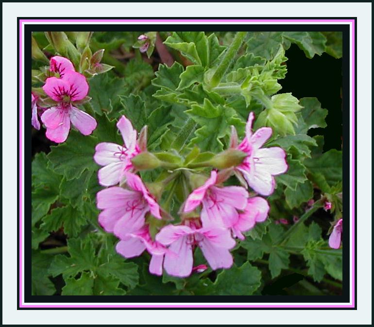 Pink scented