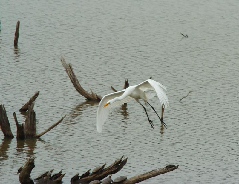 DSC_6221 copy.jpg