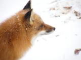 native red fox