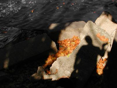 Petroglyph