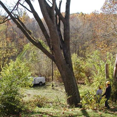 Cut Elm Tree