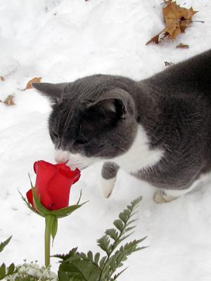 Stop and Smell the Rose along the Way