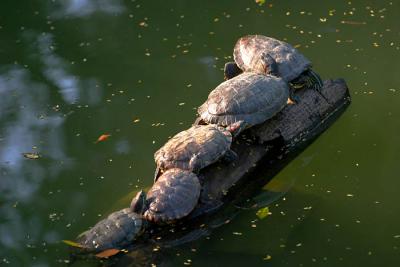 Turtle Family.jpg