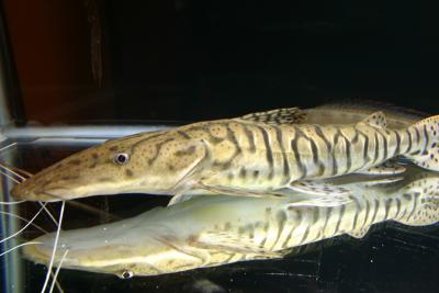 15 Tiger Shovelnose Catfish
