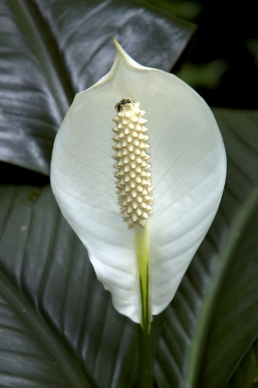 Bug on Peace Lily