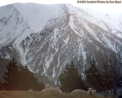 Sheep and mountain, South Island, New Zealand