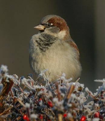 House Sparrow - Grspurv - Passer domesticus
