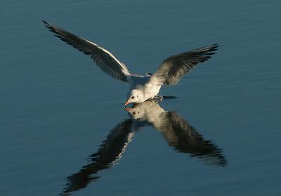 Black-headed Gull - Hættemåge - Larus ridibundus