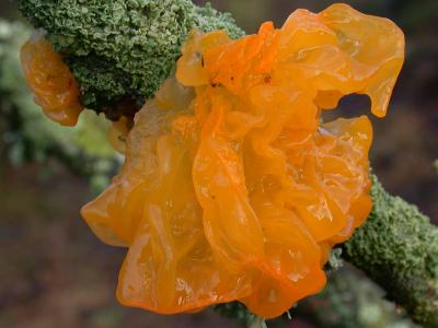 Tremella mesenterica-Orange Bvresvamp