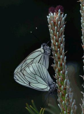 Black-veined White - Sortret Hvidvinge - Aporia crataegi