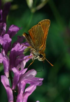 Small Skipper